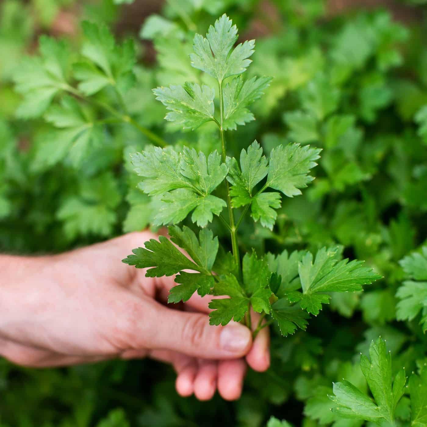 Gardenera mezcla en maceta con duraznero joven que promueve raíces fuertes