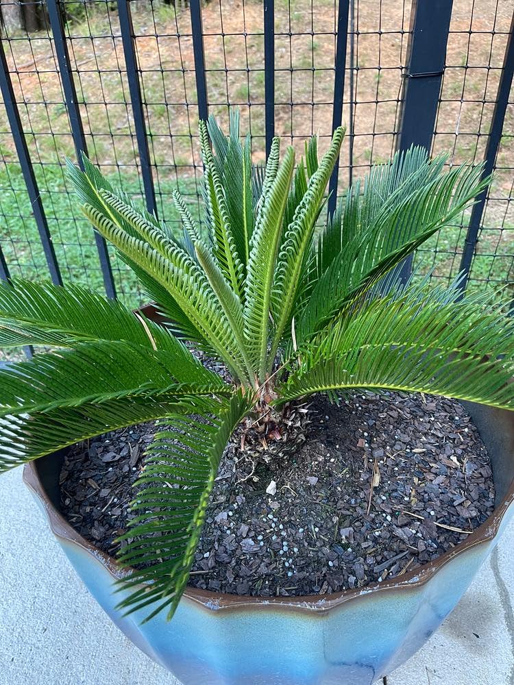 Gardenera mezcla en maceta con planta de fresa creciendo y buen drenaje
