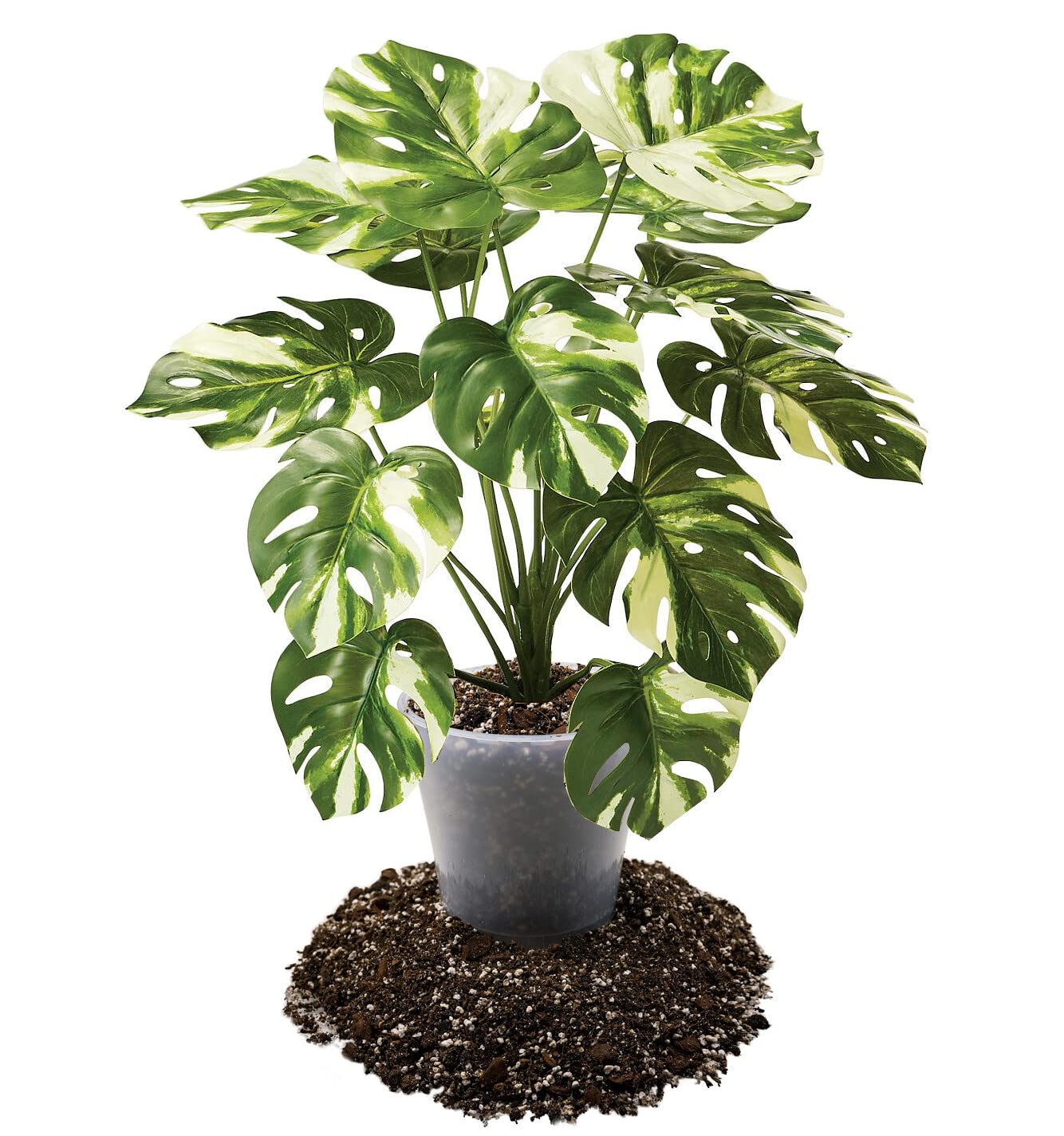 Gardenera en uso trasplantando Monstera para raíces saludables