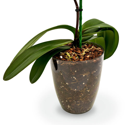 Gardenera mezcla en uso trasplantando phalaenopsis para mejor enraizamiento