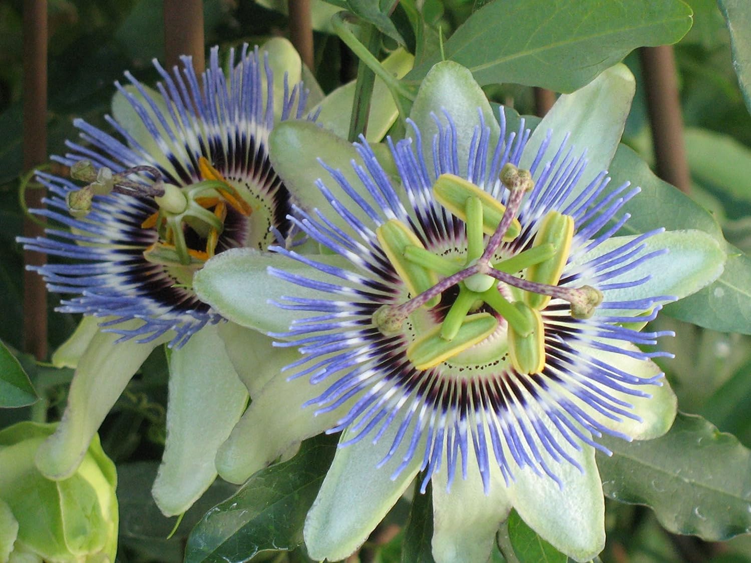 gardenera planta de maracuyá en maceta demostrando crecimiento vigoroso
