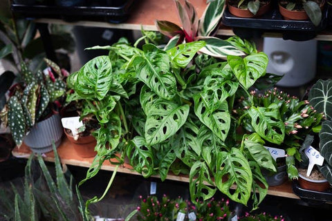 Gardenera mezcla en ambiente interior con Monstera, aspecto estético y sano