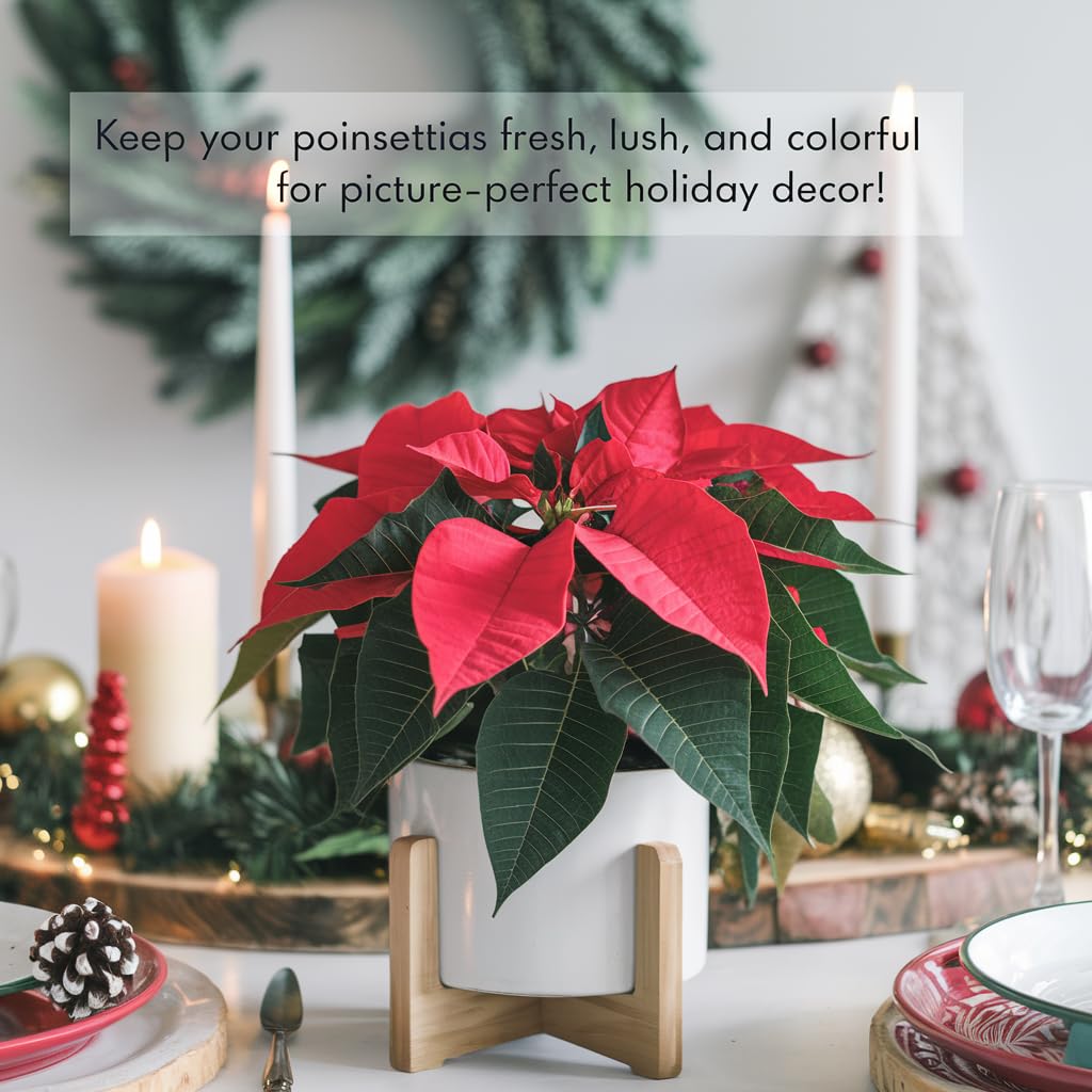 Gardenera en una mesa navideña con poinsettias, mejora decoración y color