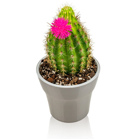 Gardenera etiqueta informativa con composición 50% corteza, 30% turba, 20% perlita