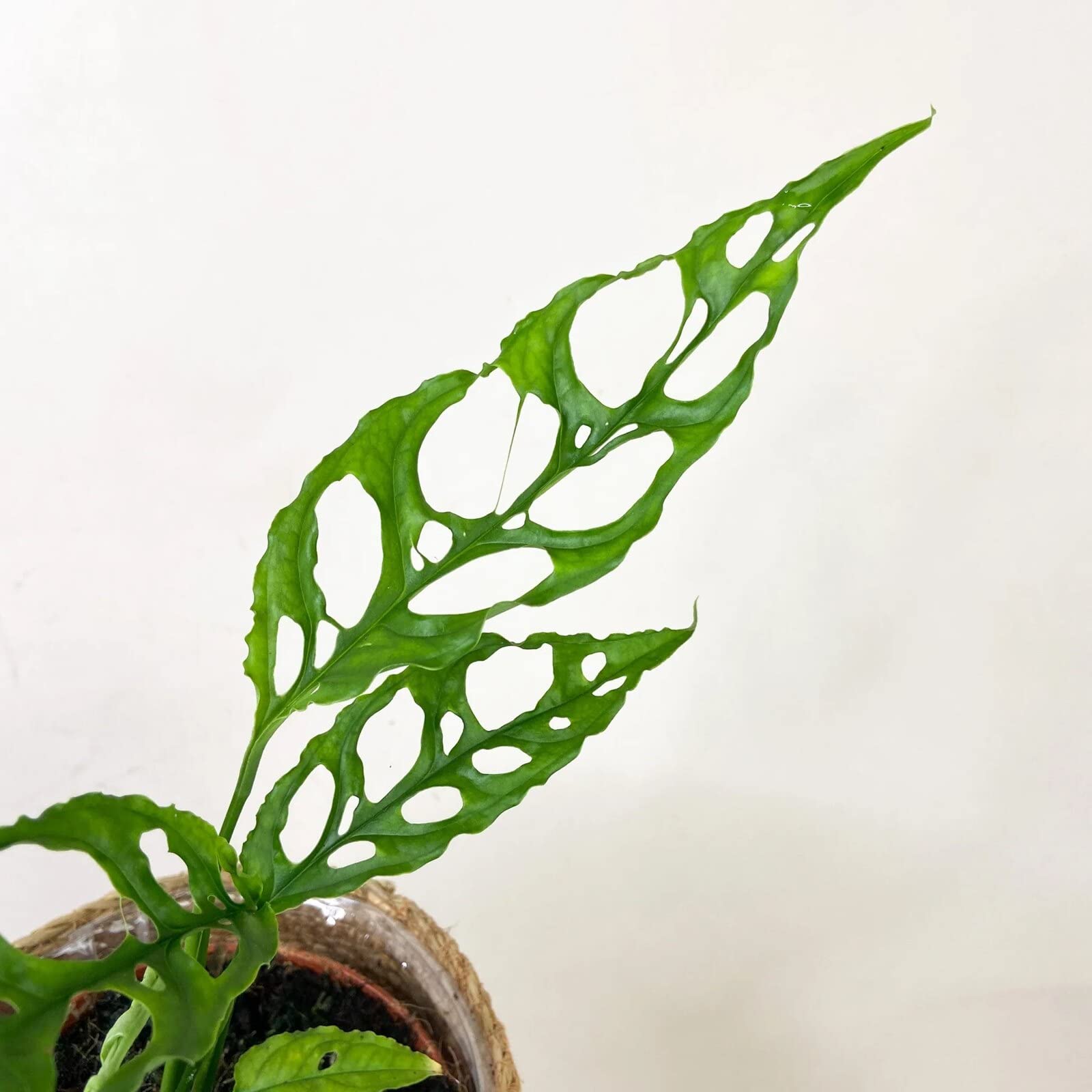 Etiqueta Gardenera con lista de ingredientes naturales y beneficios para plantas