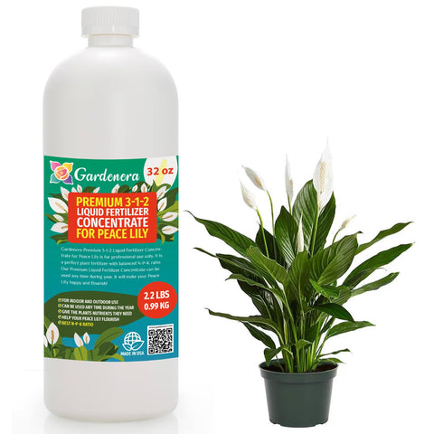 Gardenera botella frontal 32oz beneficiando growth de peace lily