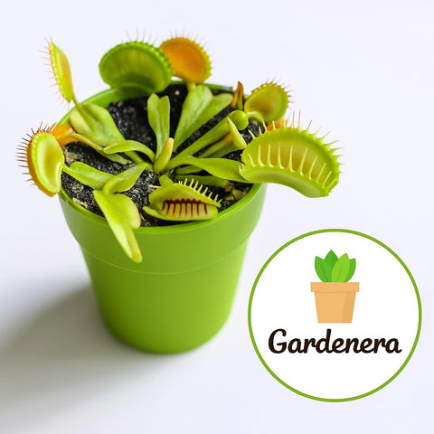 Gardenera terrario con musgo para mantener humedad estable y visual natural