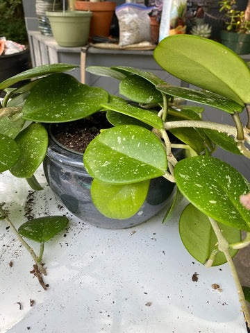 Gardenera sustrato en maceta con Hoya en crecimiento, favorece raíces sanas