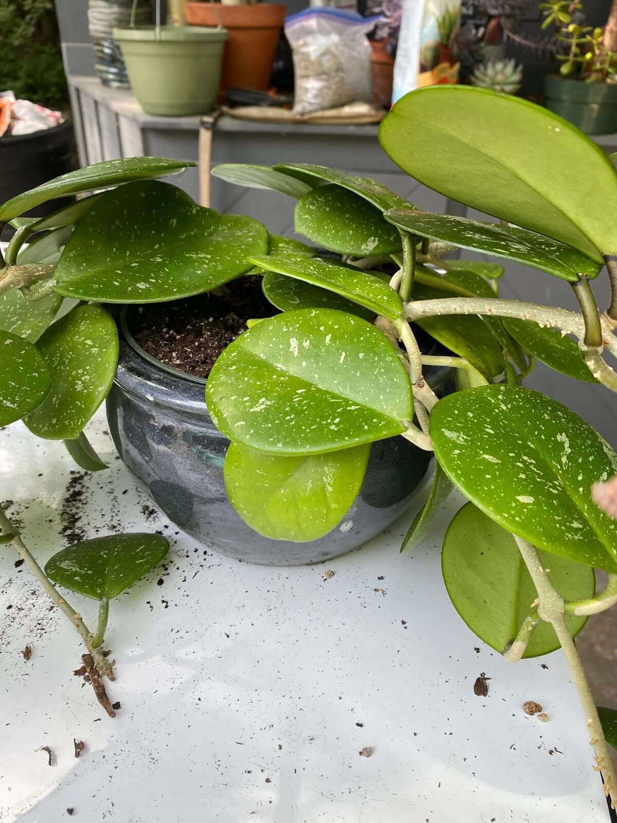 Gardenera Hoya mezcla en maceta con Hoya creciendo para trasplantes exitosos