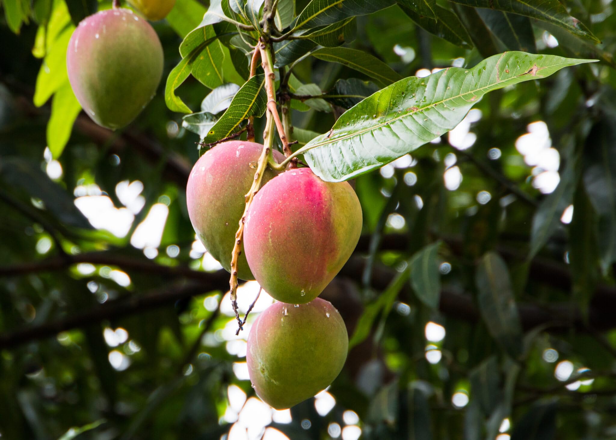 Maceta con árbol de mango plantado en Gardenera promoviendo raíces sanas