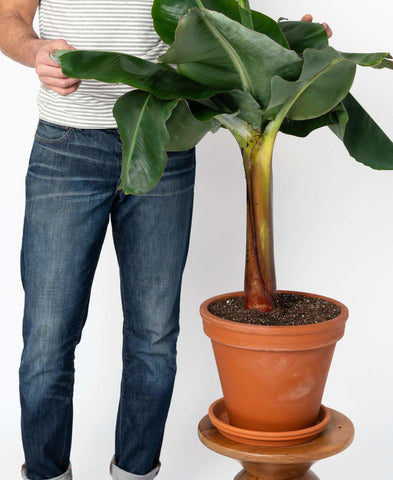 Gardenera maceta con árbol de banana usando la mezcla, favorece raíces fuertes
