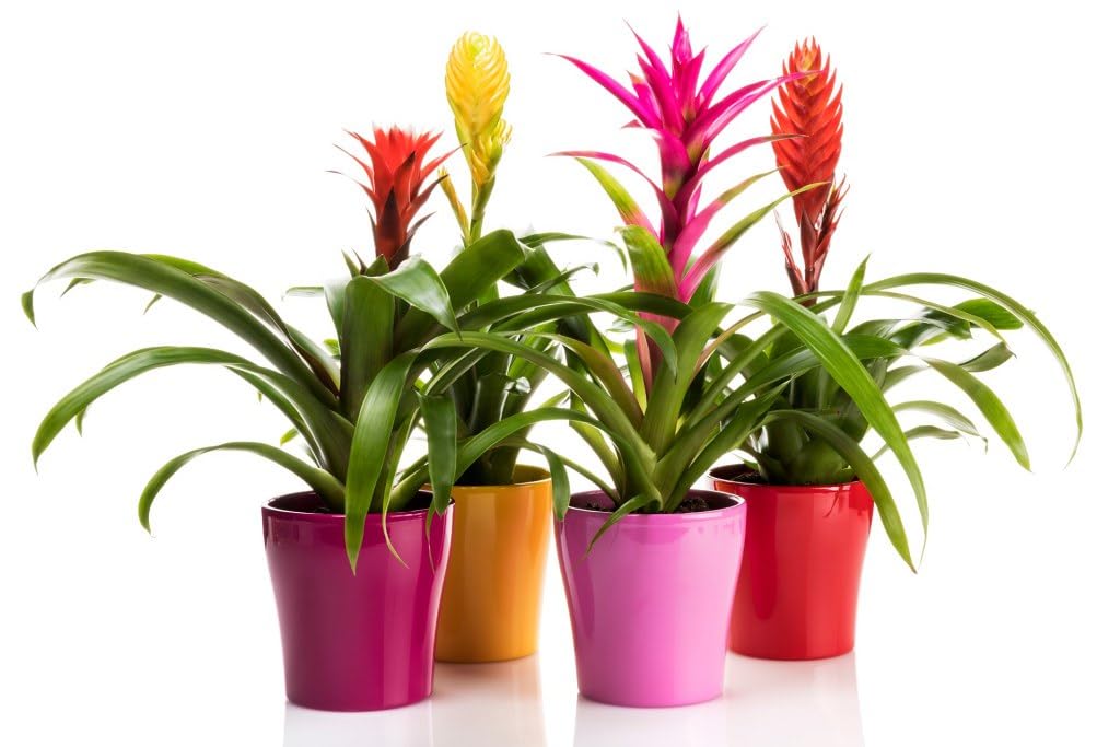 Gardenera maceta con bromelia usando la mezcla para raíces sanas y floración