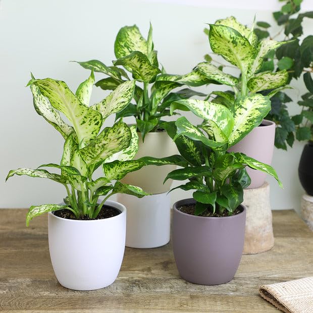 Gardenera maceta con Dieffenbachia en interior que muestra crecimiento vigoroso