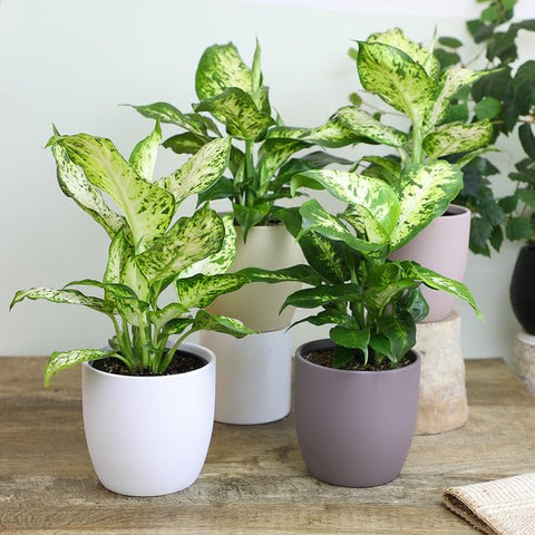 Gardenera maceta con Dieffenbachia en interior que muestra crecimiento vigoroso