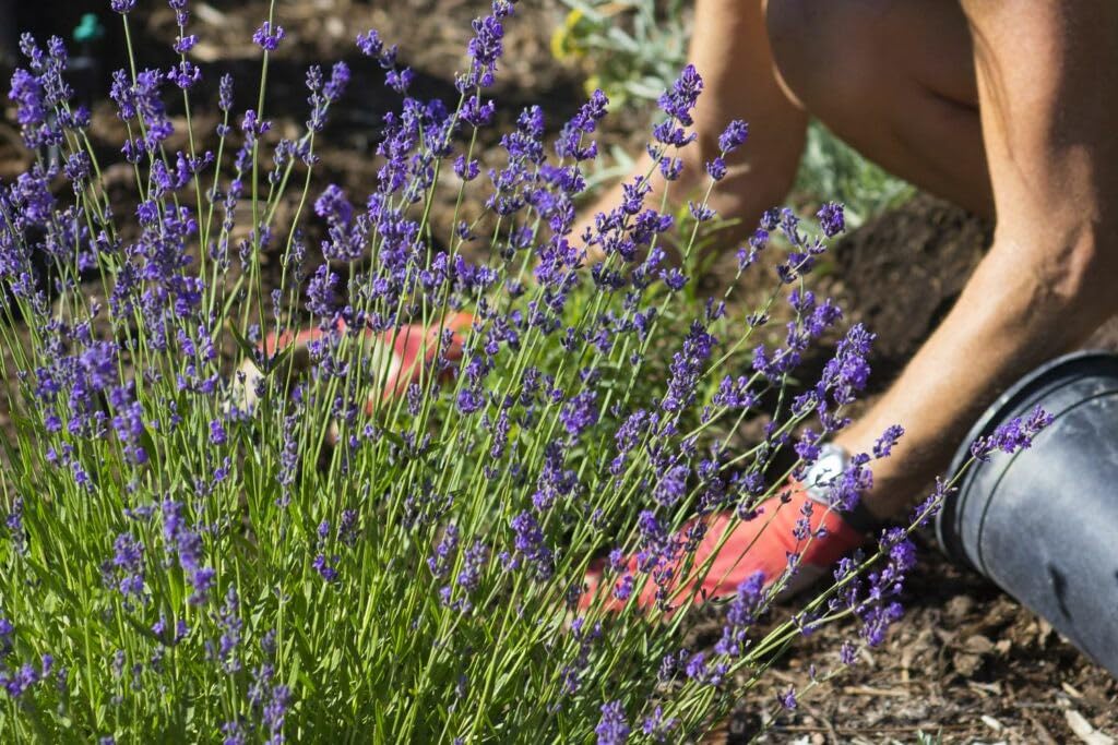 Gardenera mezcla en maceta con lavanda florecida, favorece floración aromática