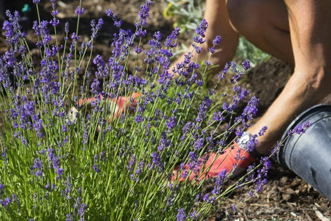 Gardenera mezcla en maceta con lavanda florecida, favorece floración aromática