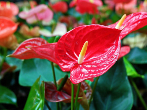 Gardenera maceta en uso con Balsam Camellia demostrando drenaje y crecimiento saludable
