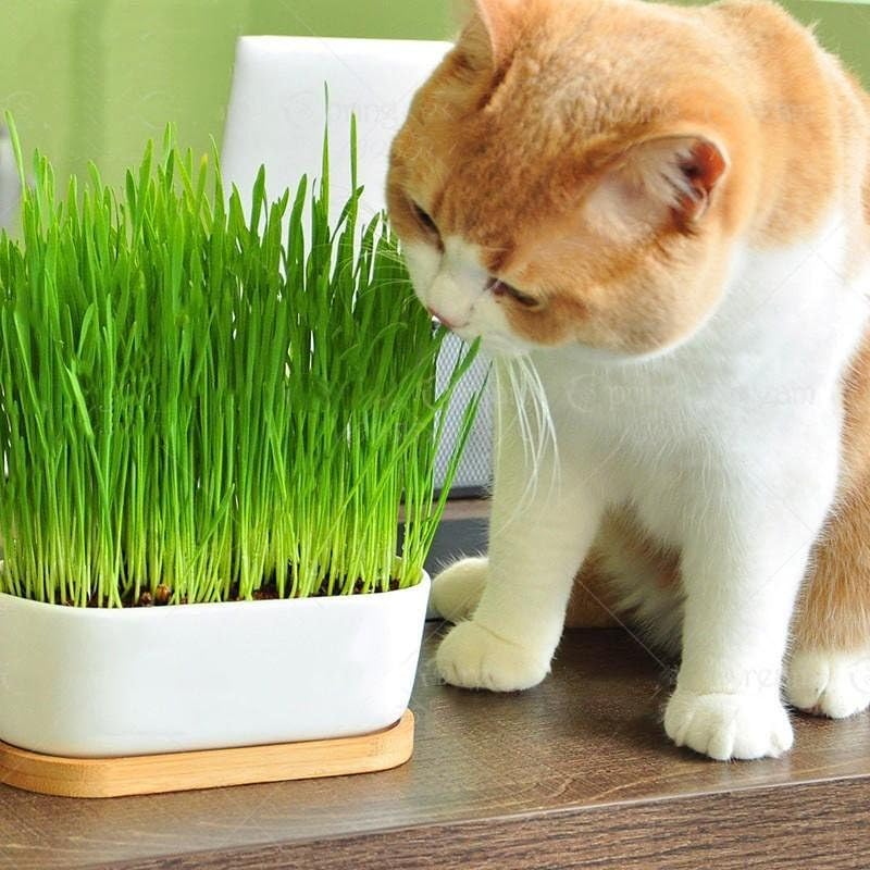 gardenera maceta con hierba de gato cultivada en interior, estímulo natural y segura para gatos