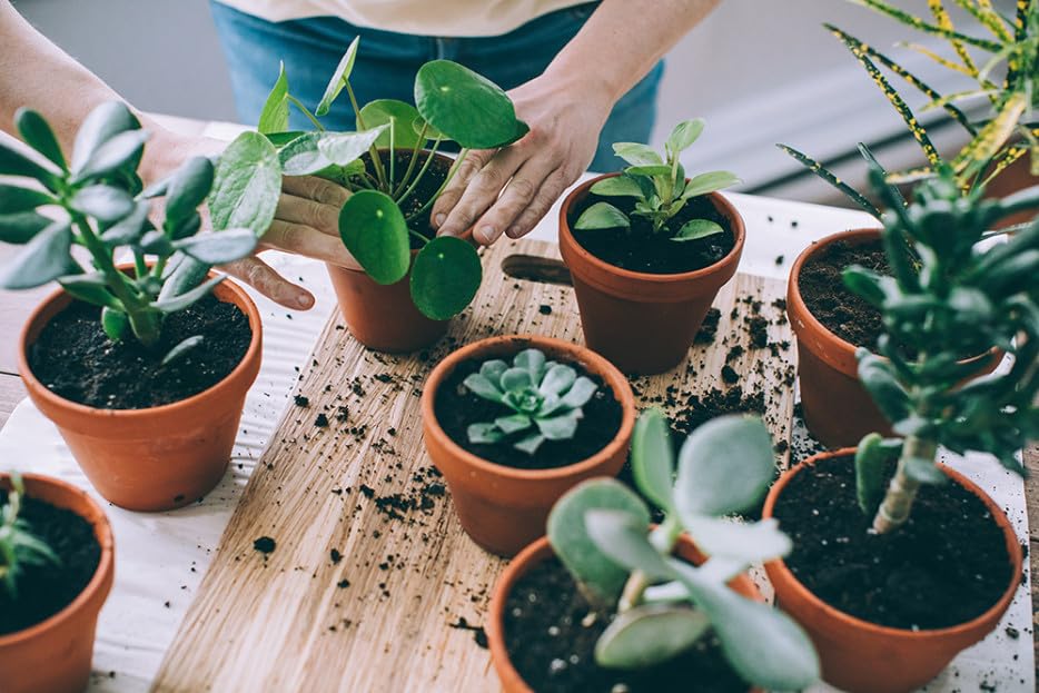 Gardenera mantillo aplicado en maceta mostrando protección de raíces y mejora estética