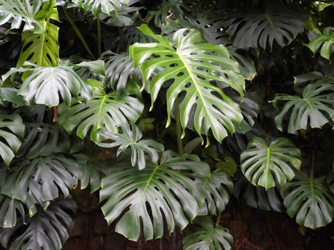 Gardenera sustrato en interior con Monstera para ambiente verde