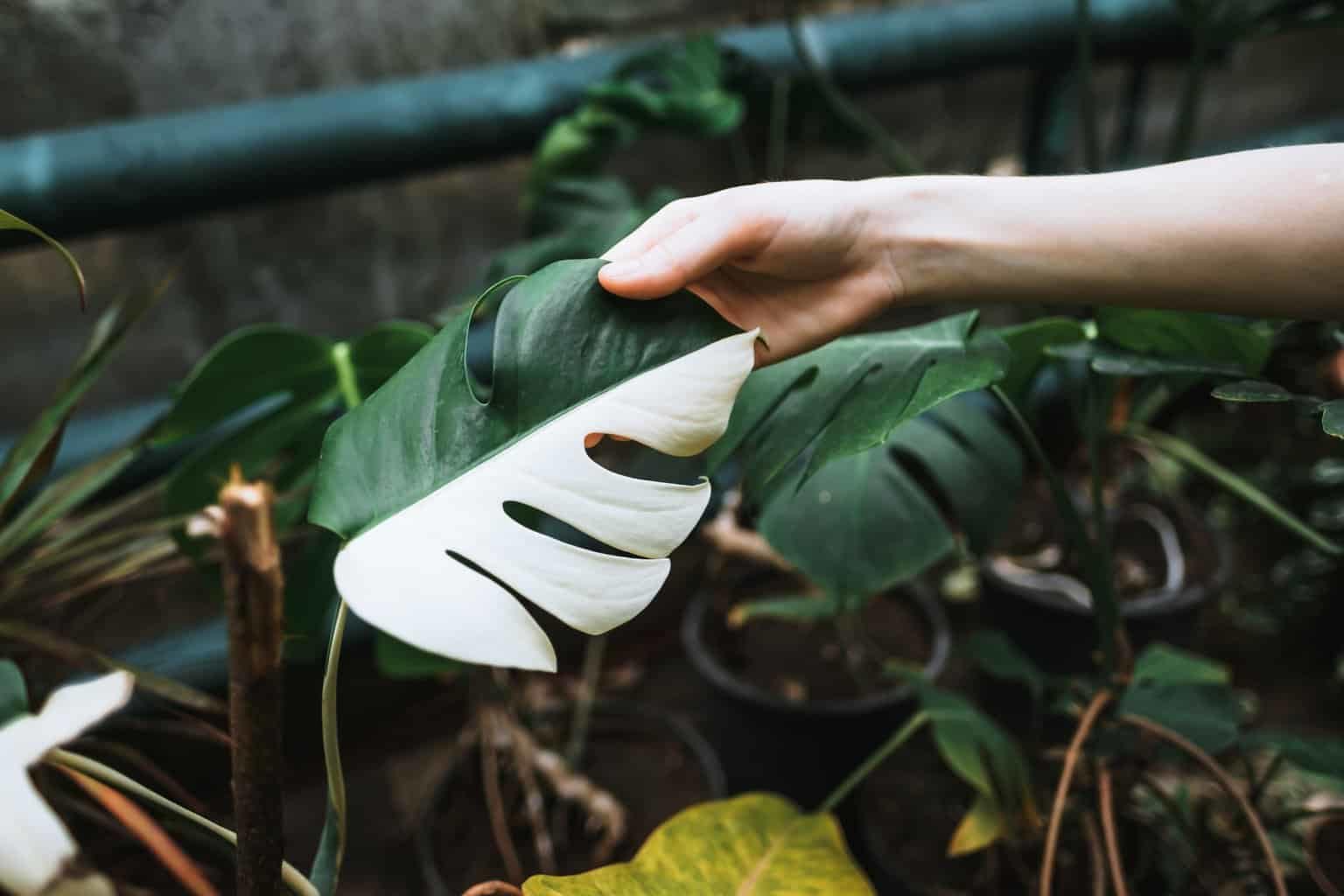 Gardenera bolsa 3 quart junto a regla para comparar tamaño