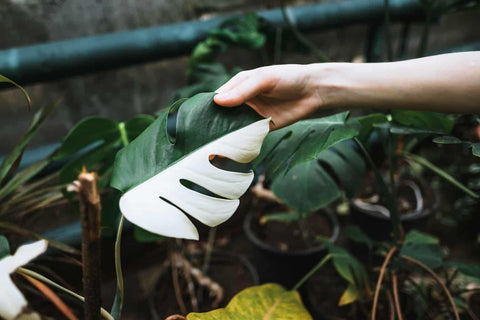Gardenera bolsa 3 quart junto a regla para comparar tamaño