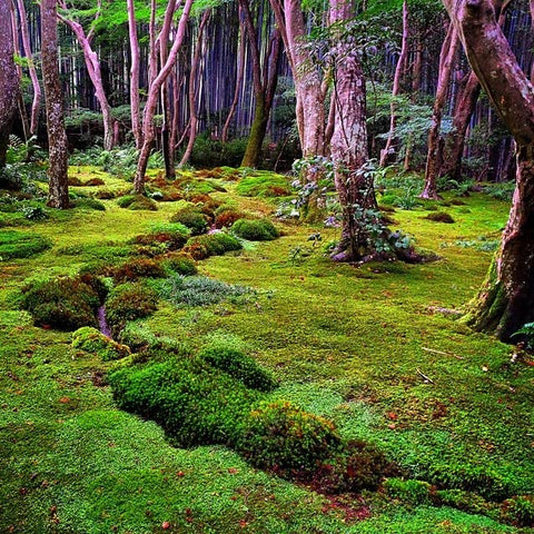 Gardenera plantas replantadas que muestran crecimiento sano y drenaje eficaz