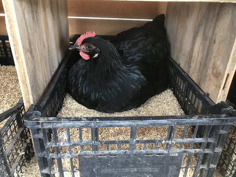 Gardenera Rice Hulls como cama para gallinas en gallinero limpio, beneficio de confort y compostabilidad