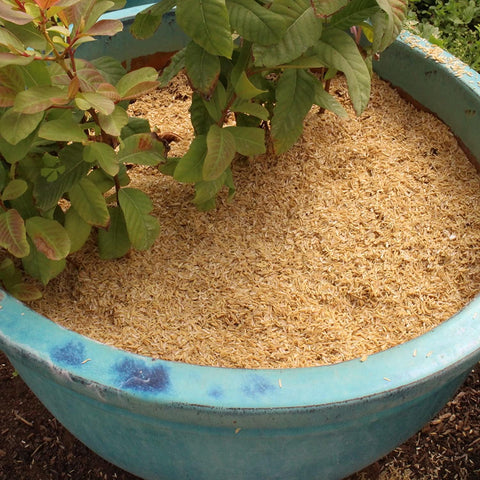 Gardenera Rice Hulls mezclado en maceta, beneficio de raíz sana y retención equilibrada