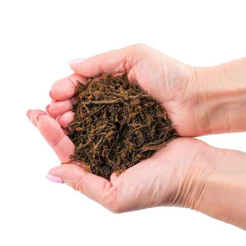 Gardenera suelo de terrario con reptil demostrando aumento de humedad natural