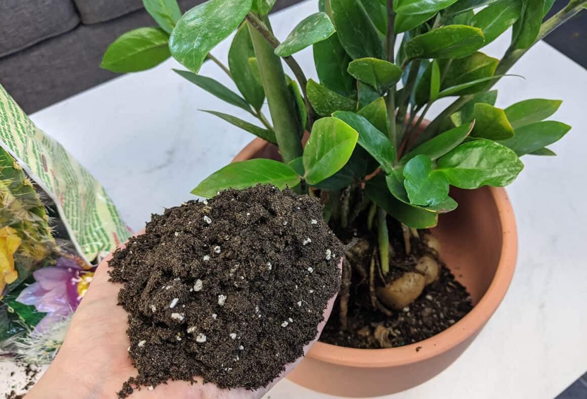 Gardenera primer plano de textura con turba y humus que mejora raíces