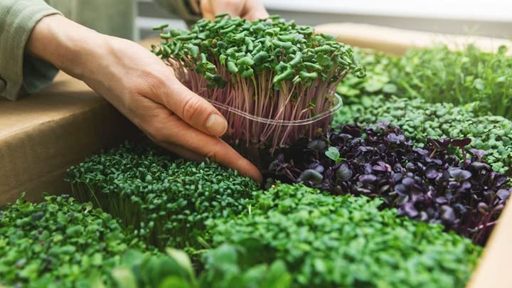 Gardenera textura cercana del sustrato que mejora retención de agua