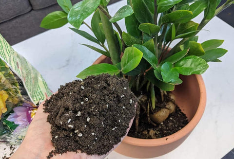 Gardenera detalle textura con perlita y arena que mejora aireación y drenaje