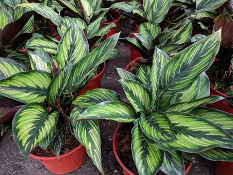 Gardenera textura del sustrato mostrando perlita y vermiculita para mejor aireación