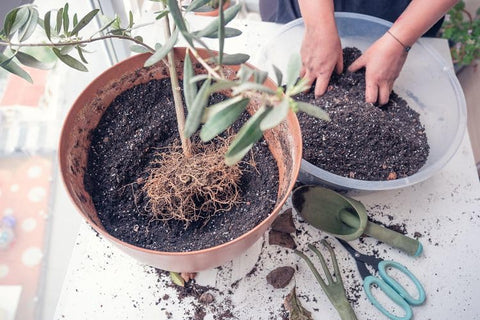 Gardenera detalle de textura que muestra perlita y turba para aireación óptima