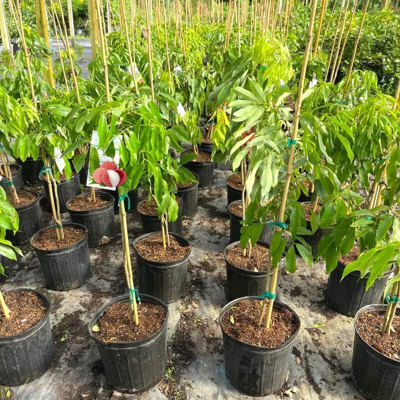 Gardenera textura del sustrato en mano mostrando aireación y retención