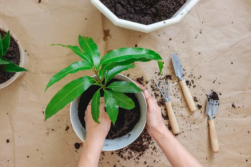 Gardenera textura del sustrato con perlita y arena que mejora drenaje