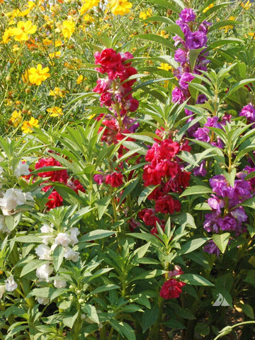 Gardenera textura del mix cerca con turba y perlita para mejor aireación