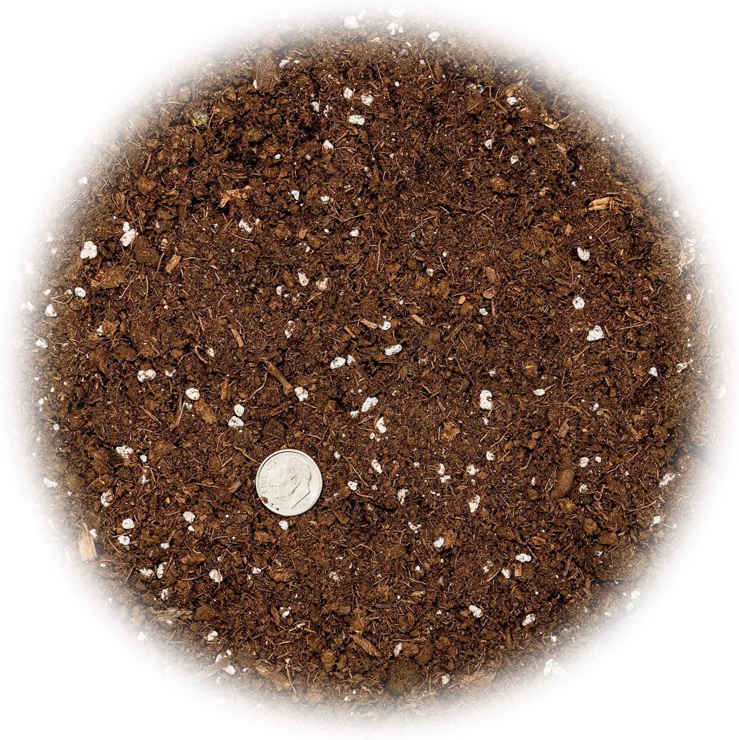 Gardenera trasplante en maceta uso con sansevieria demostrando facilidad y salud de raíces