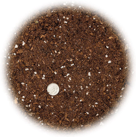Gardenera trasplante en maceta uso con sansevieria demostrando facilidad y salud de raíces