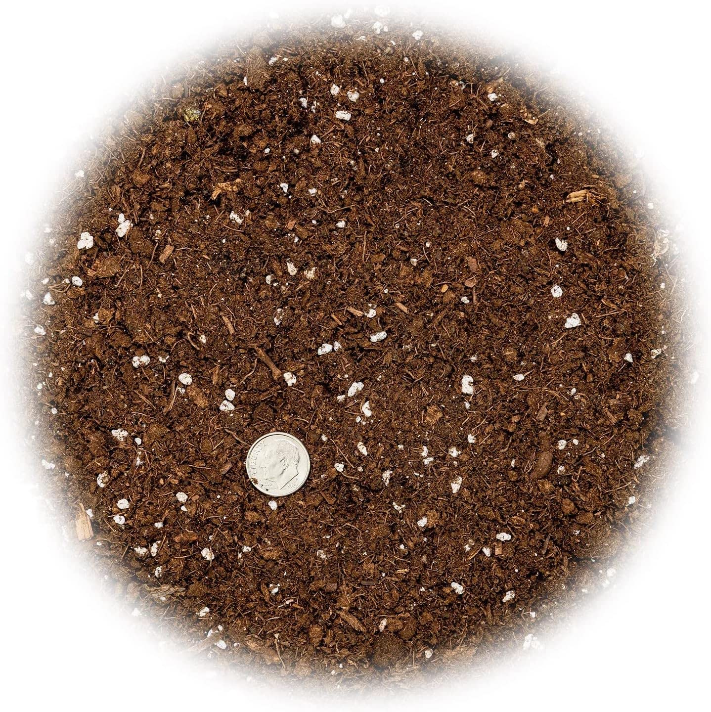 GARDENERA planta sansevieria siendo trasplantada beneficiando raíces