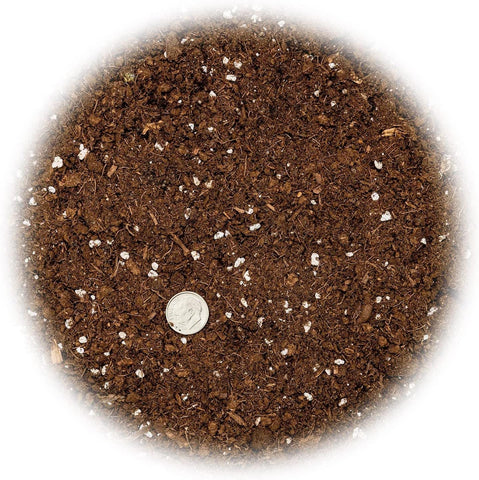 GARDENERA planta sansevieria siendo trasplantada beneficiando raíces