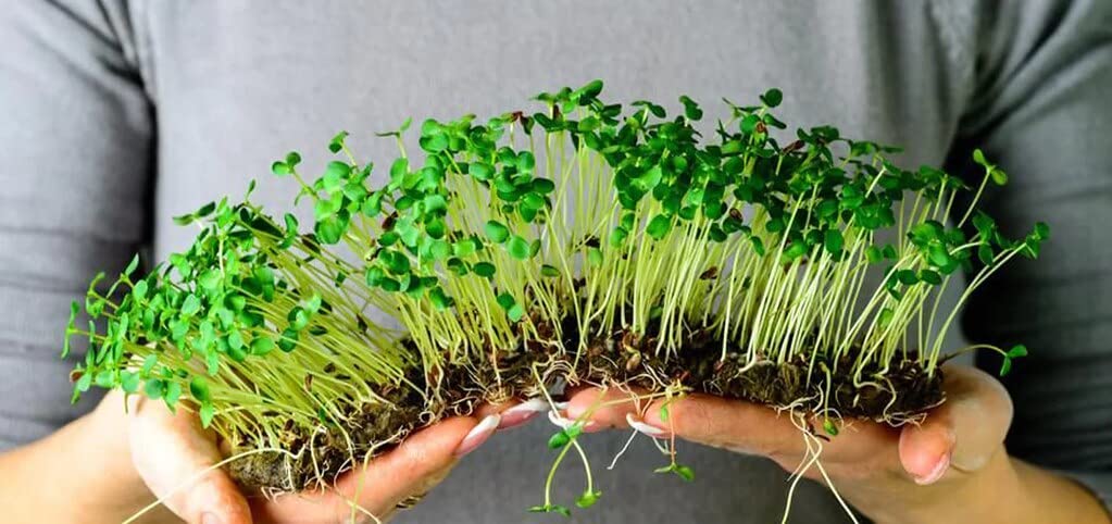 Gardenera en bandeja de cultivo microgreens creciendo uniforme y nutritivo