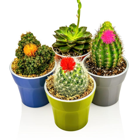 Gardenera uso en interior con suculentas en estantería, aspecto decorativo y sano