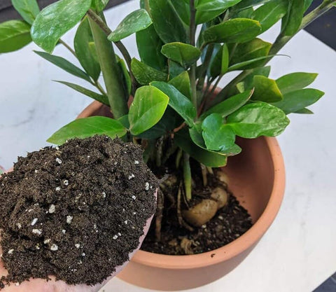 Gardenera bolsa junto a una maceta para comparar volumen de 2 cuartos