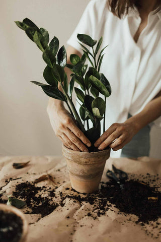 Gardenera ZZ Plant en maceta interior demostrando crecimiento saludable