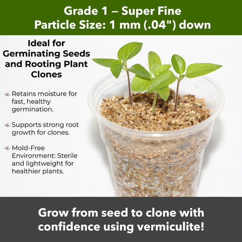 GARDENWISE esqueje enraizando en vermiculita, acelerando el enraizado
