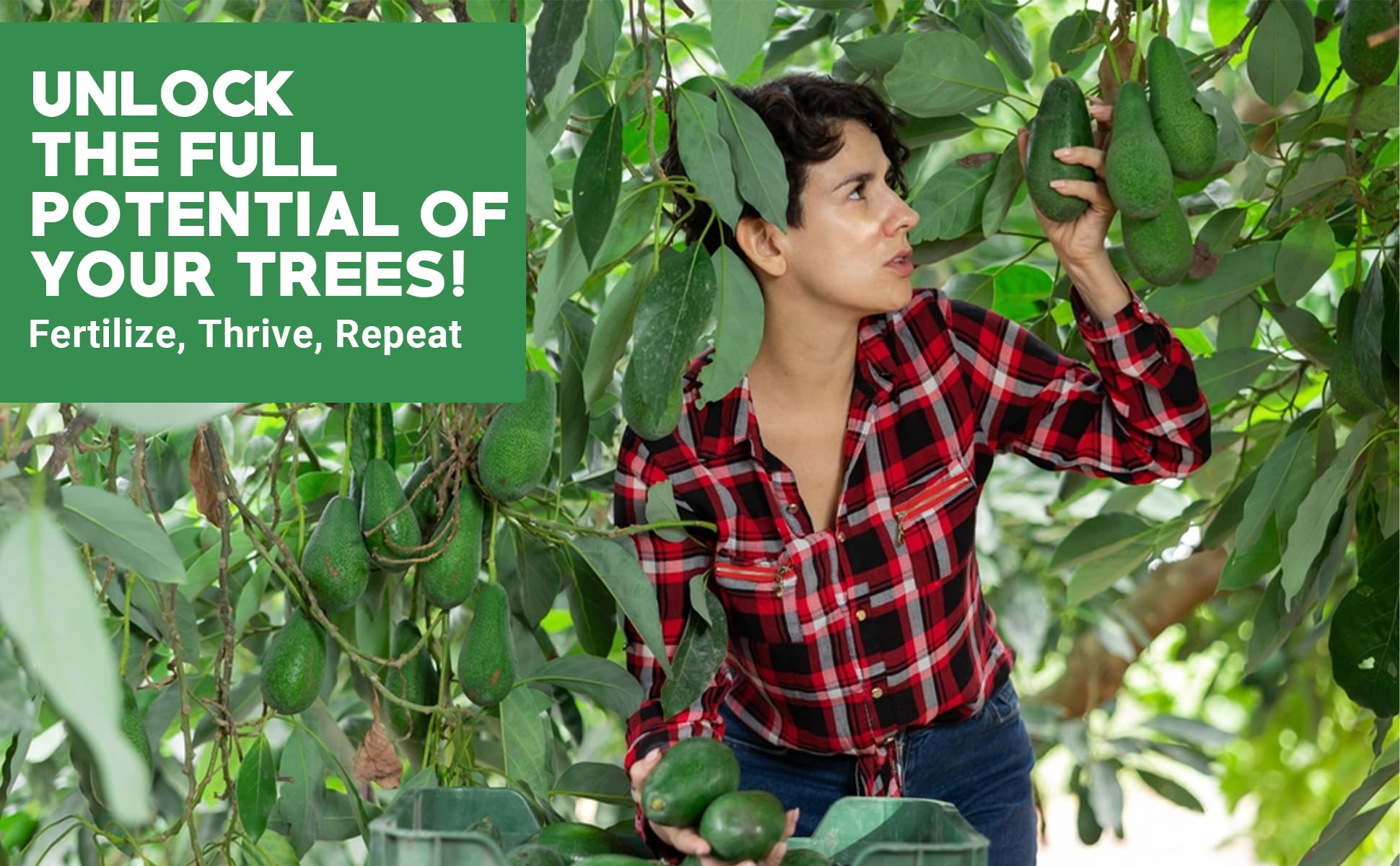 Gardenwise esparcido alrededor de árbol exterior facilita nutrición
