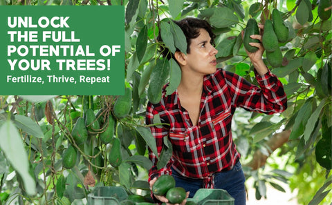 Gardenwise esparcido alrededor de árbol exterior facilita nutrición