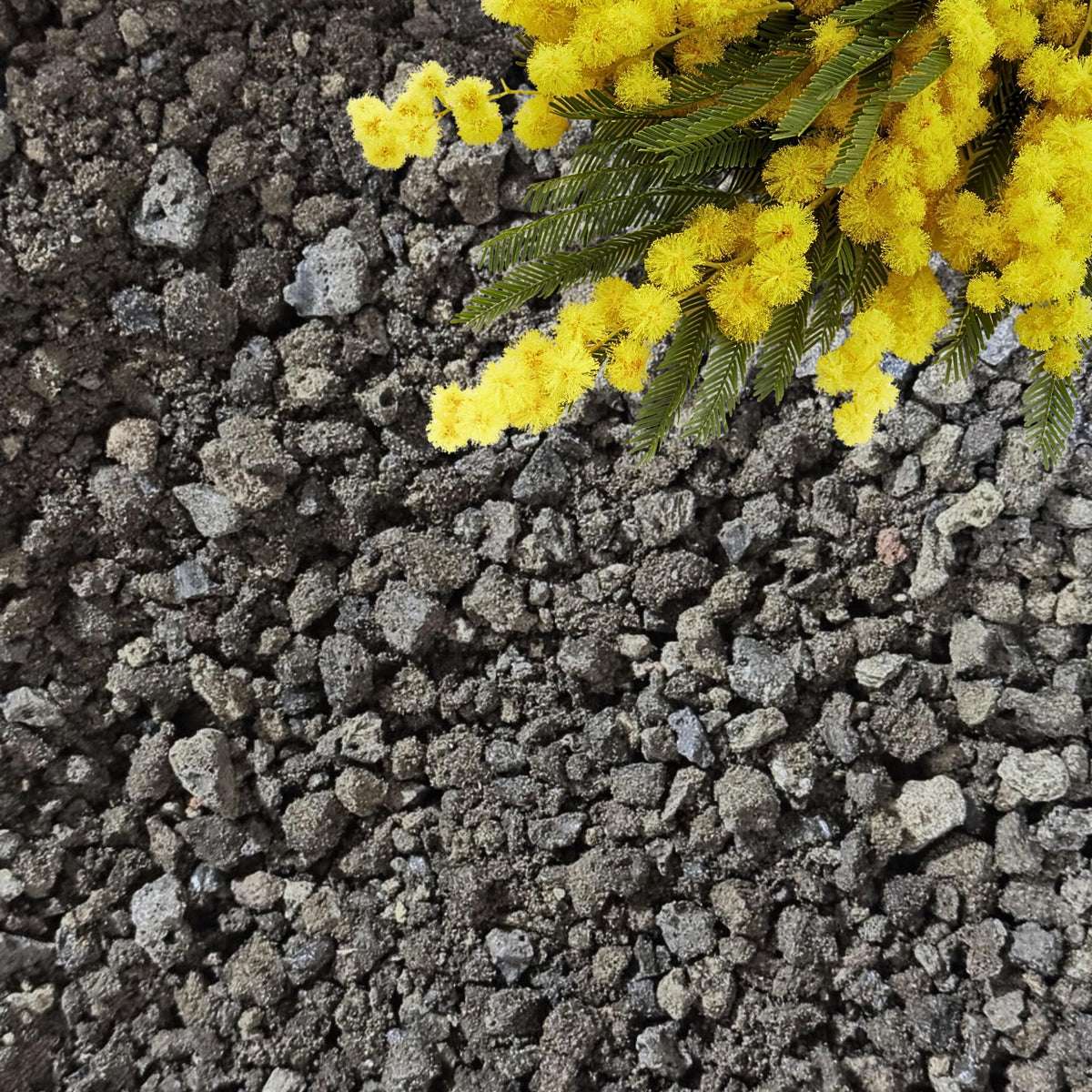 GARDENWISE empaque frontal mostrando rocas volcánicas negras y volumen